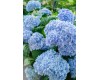 Hydrangea The Original Endless Summer